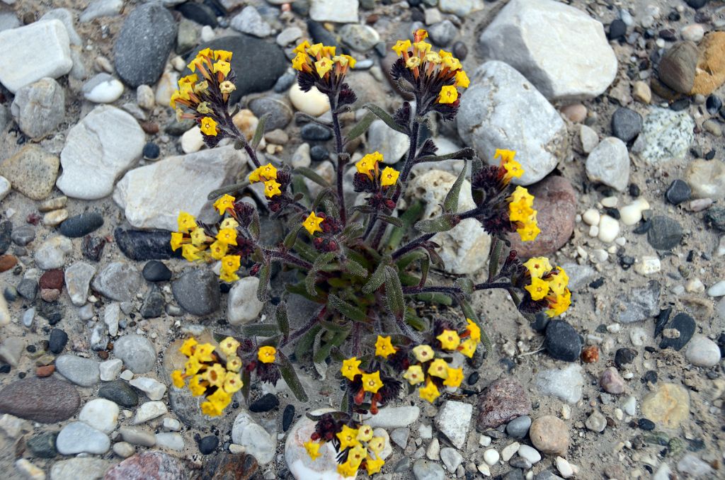 24 Yellow Flowers At Kerqin Camp In The Shaksgam Valley On Trek To K2 North Face In China
